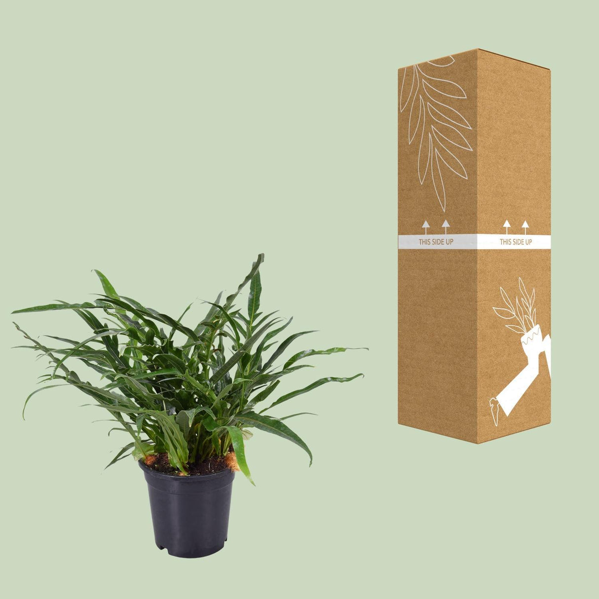 Aglaomorpha Coronans - Ø17cm - ↕45cm