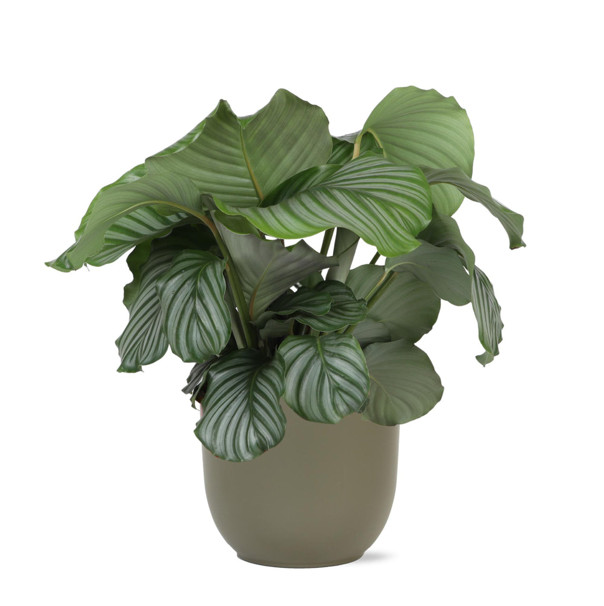 Calathea Orbifolia