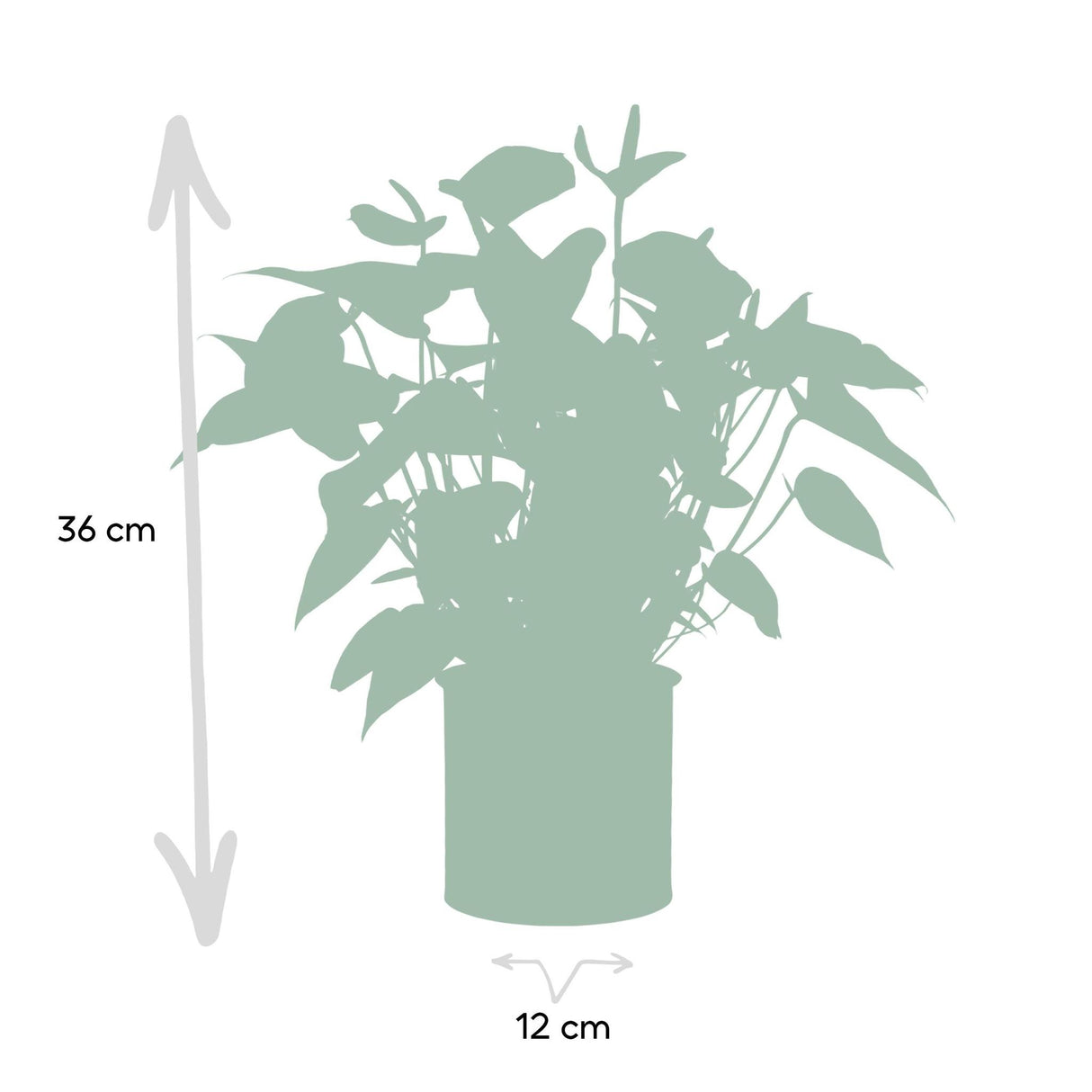 Anthurium andreanum Black Love incl. PURE zinc - 45cm - Ø12