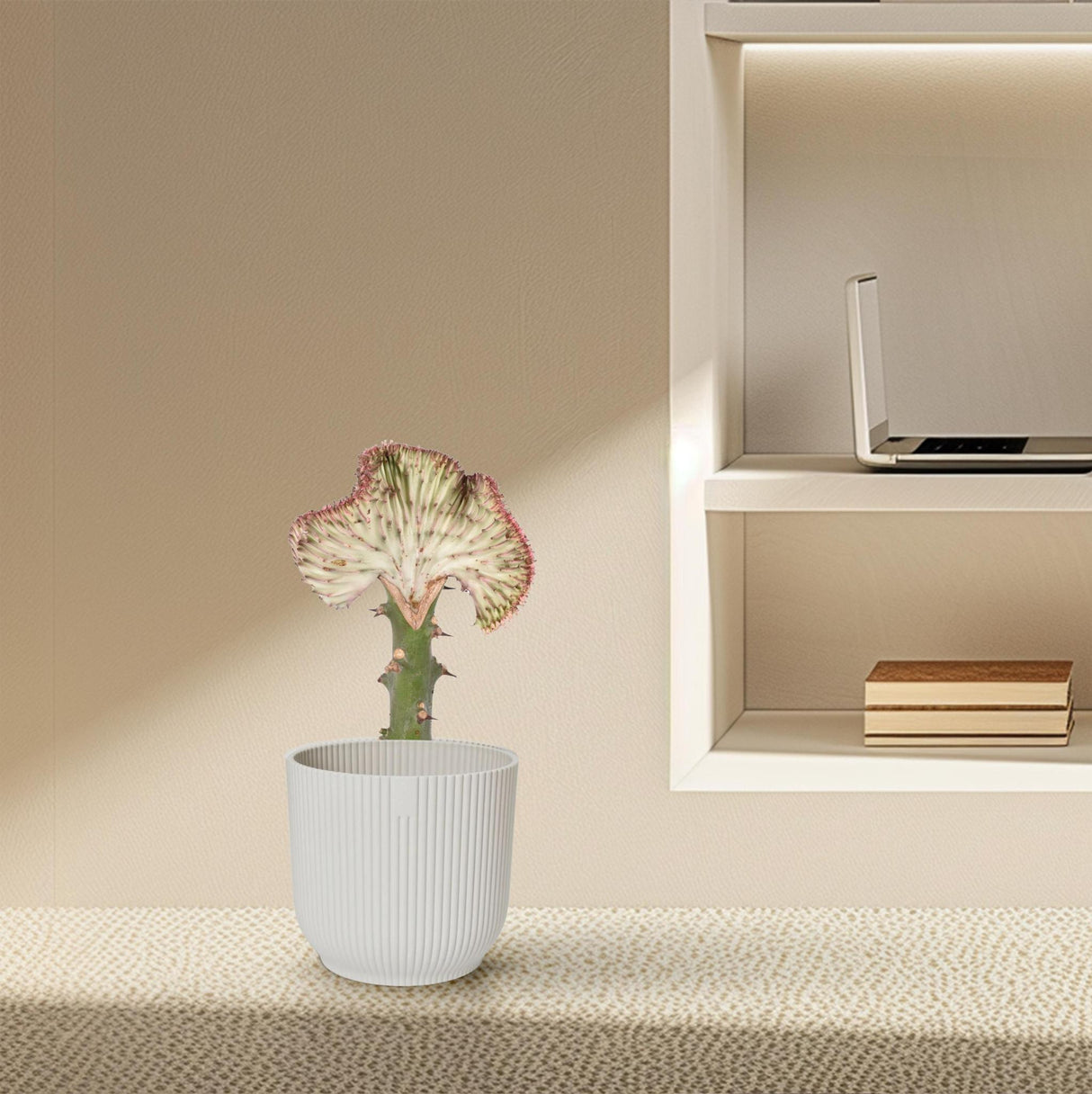 Euphorbia Lactea Cristata Rood - 30 cm - ø10,5