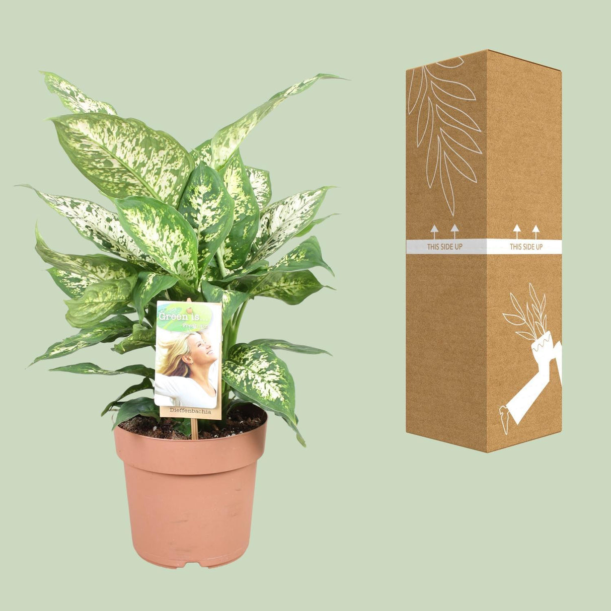 Dieffenbachia compacta