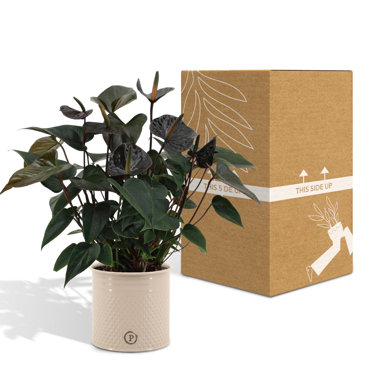 Anthurium andreanum Black Love incl. PURE zinc - 45cm - Ø12