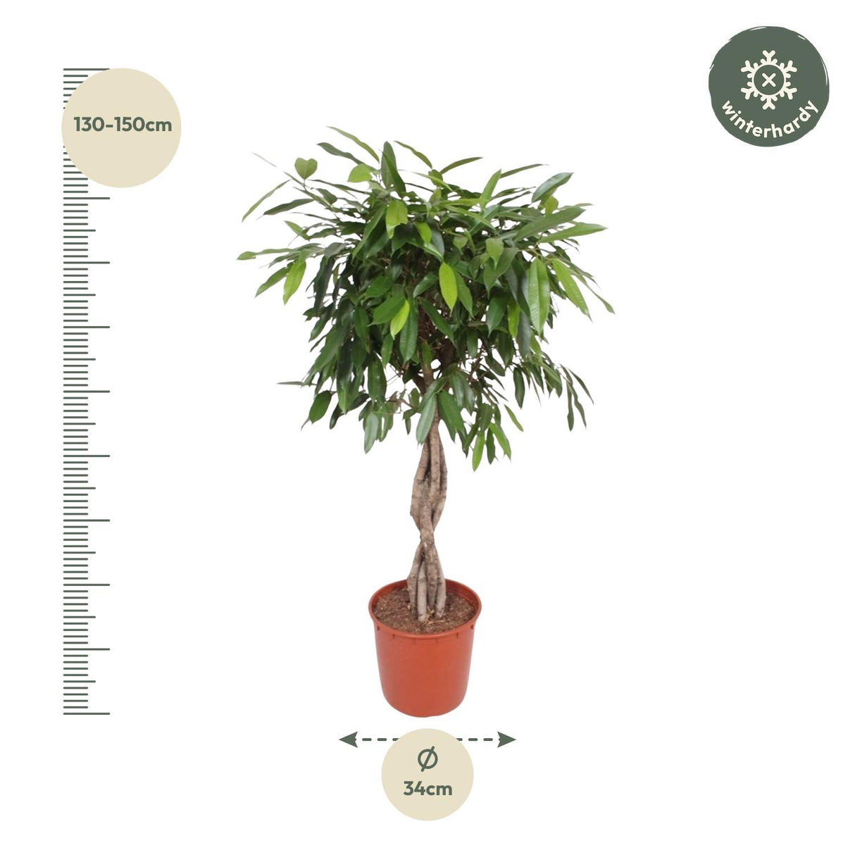 Ficus Amstel King flettet stamme