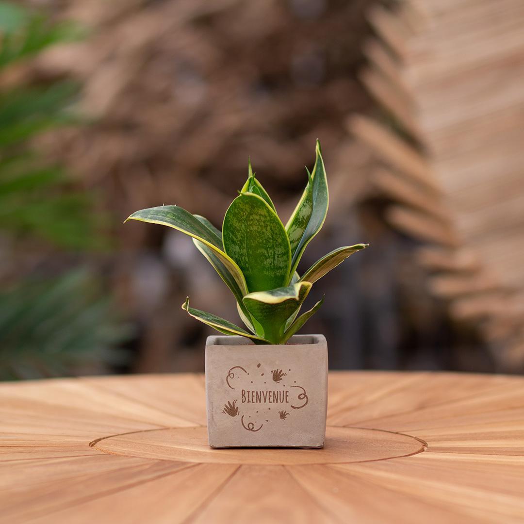 Congreetz® plantpots + Sansevieria | Bienvenue