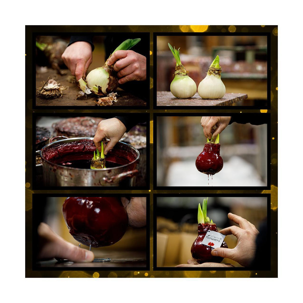 No Water Flowers - White + Red flower