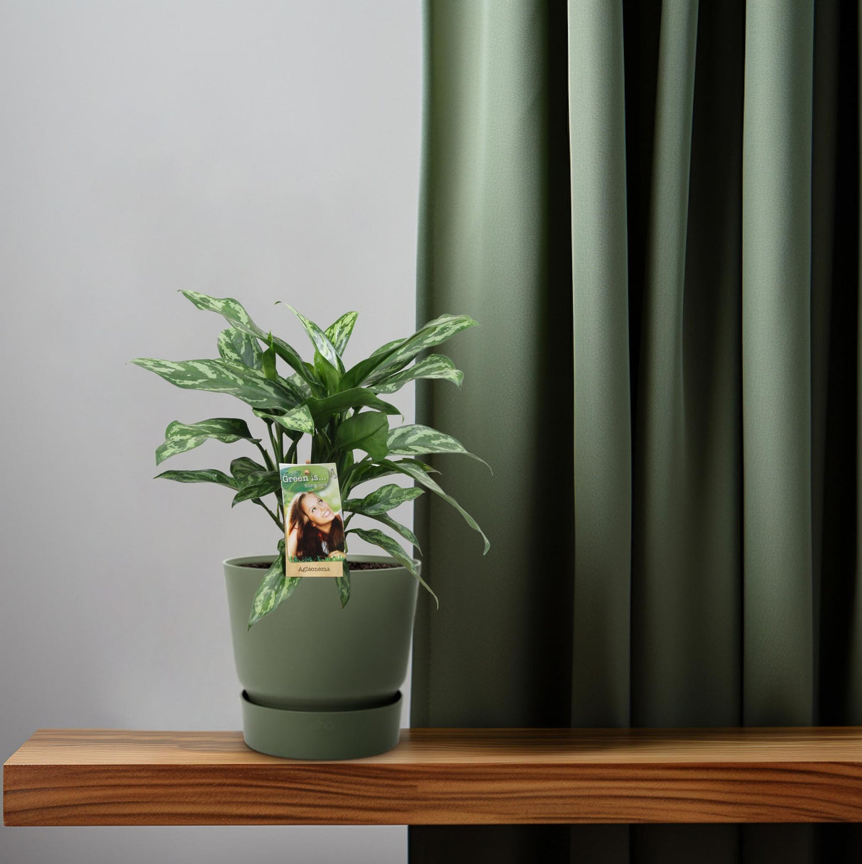 Aglaonema Maria in a 17 cm pot, 40 cm tall, showcasing lush, green leaves with elegant variegation.