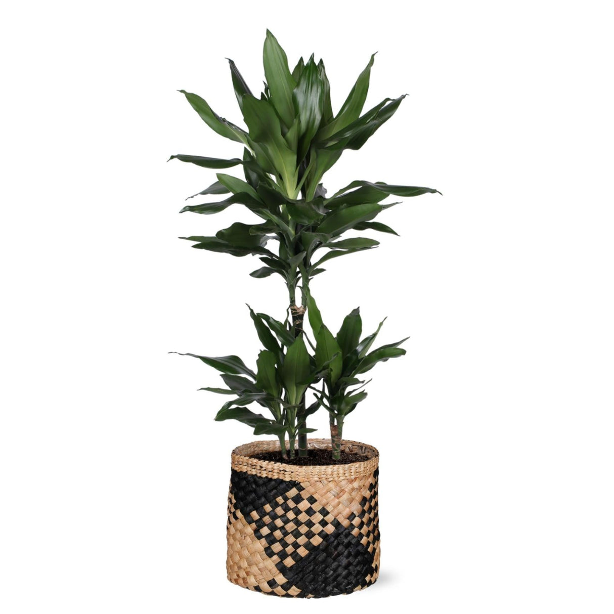 Dracaena Janet Lind Ø21cm - ↕90cm i Albury BLACK print mand