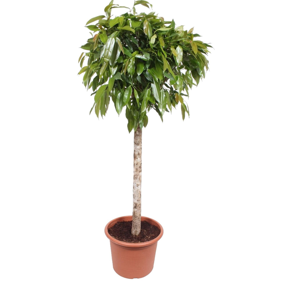 Ficus Amstel King