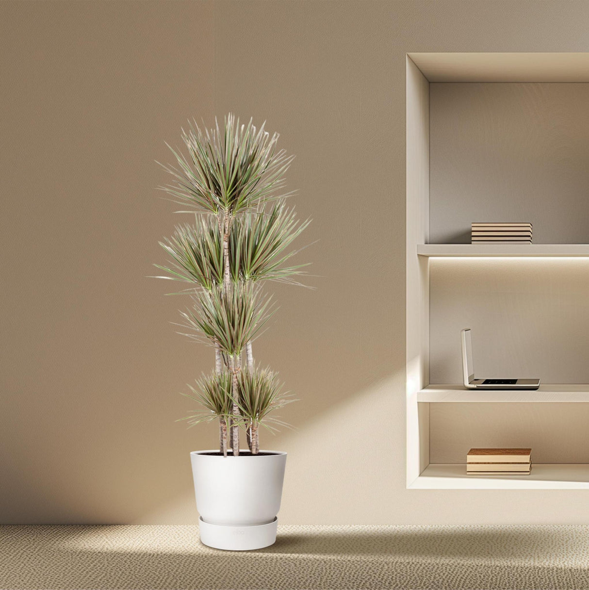 Dracaena Bicolor Carrousel