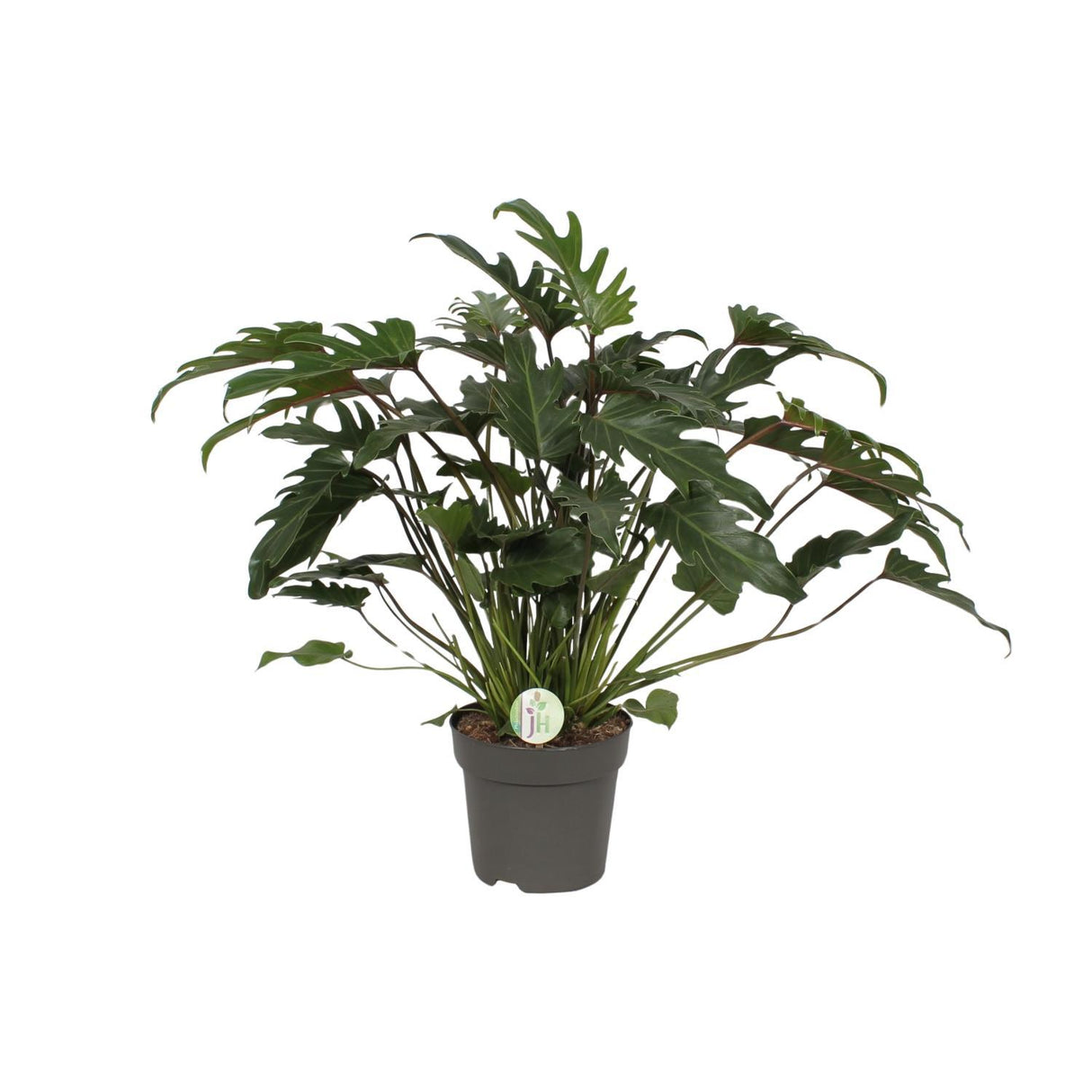 Philodendron Xanadu