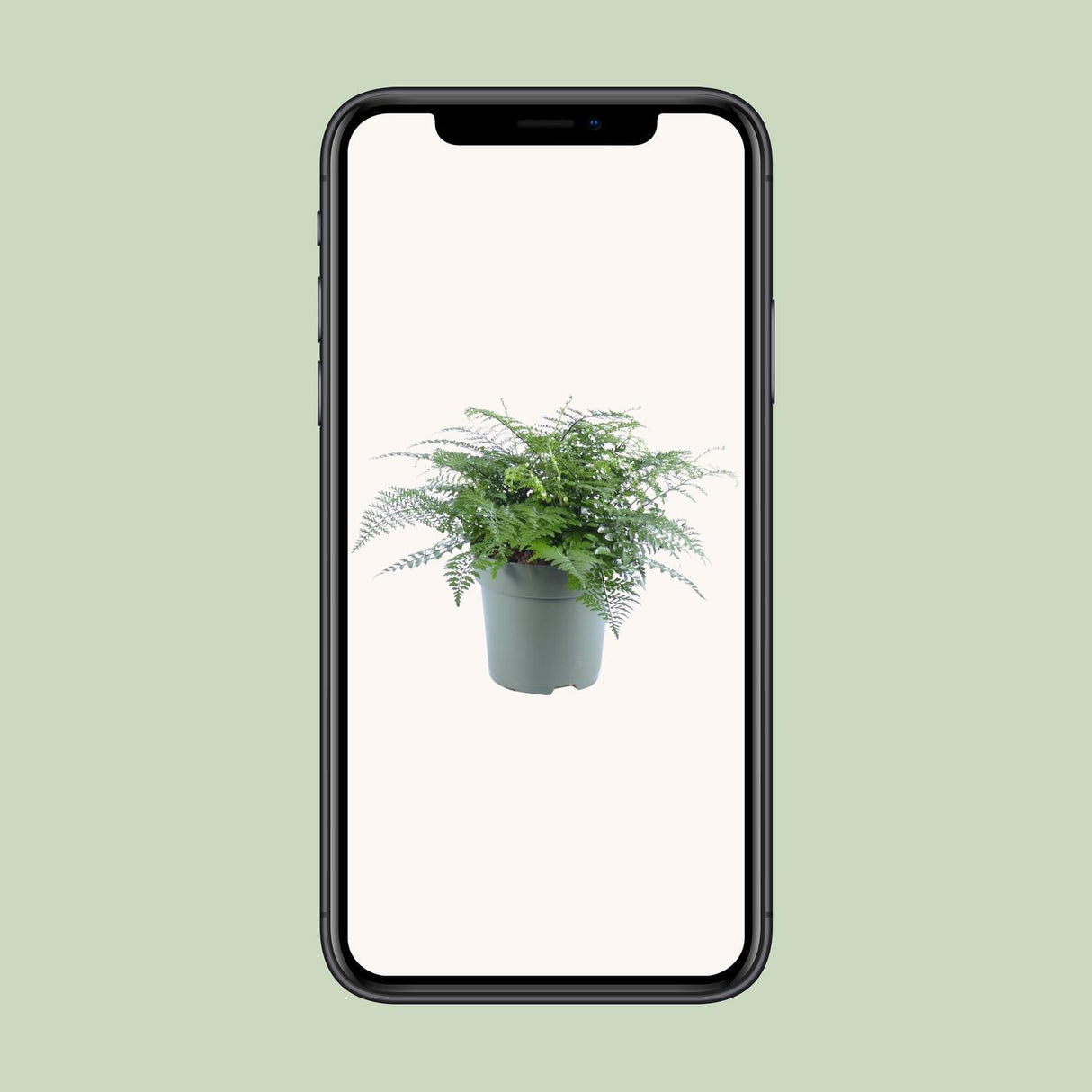 Asplenium Parvati - Ø27cm - ↕50cm