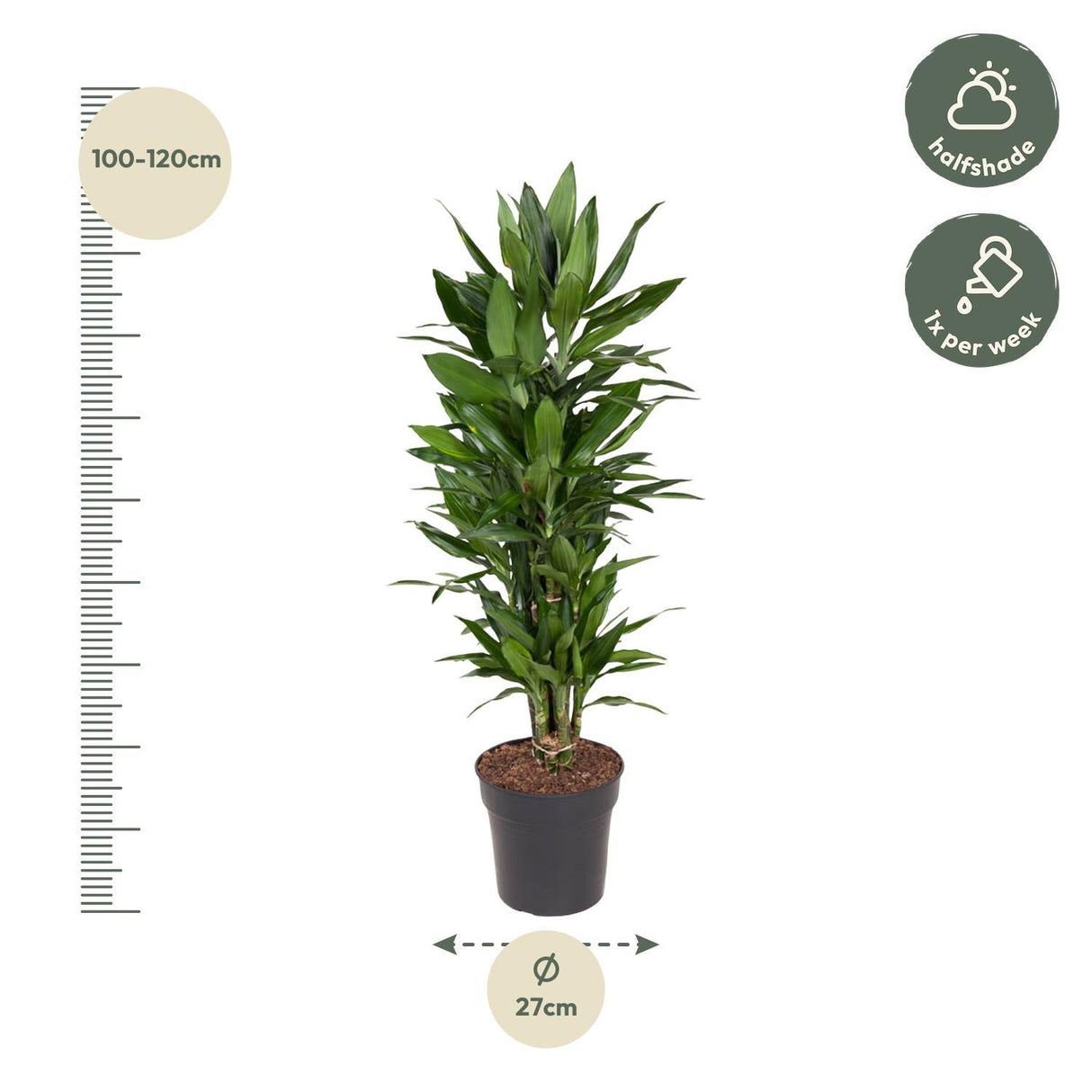 Dracaena Janet Lind vertakt