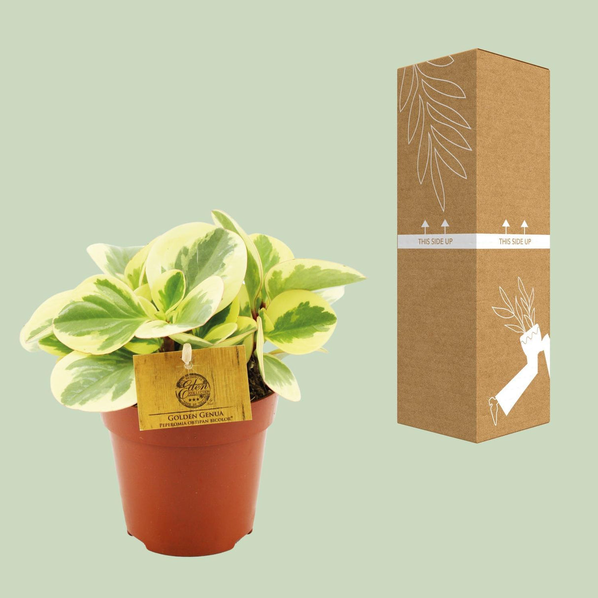 Peperomia Obtipan Bicolor