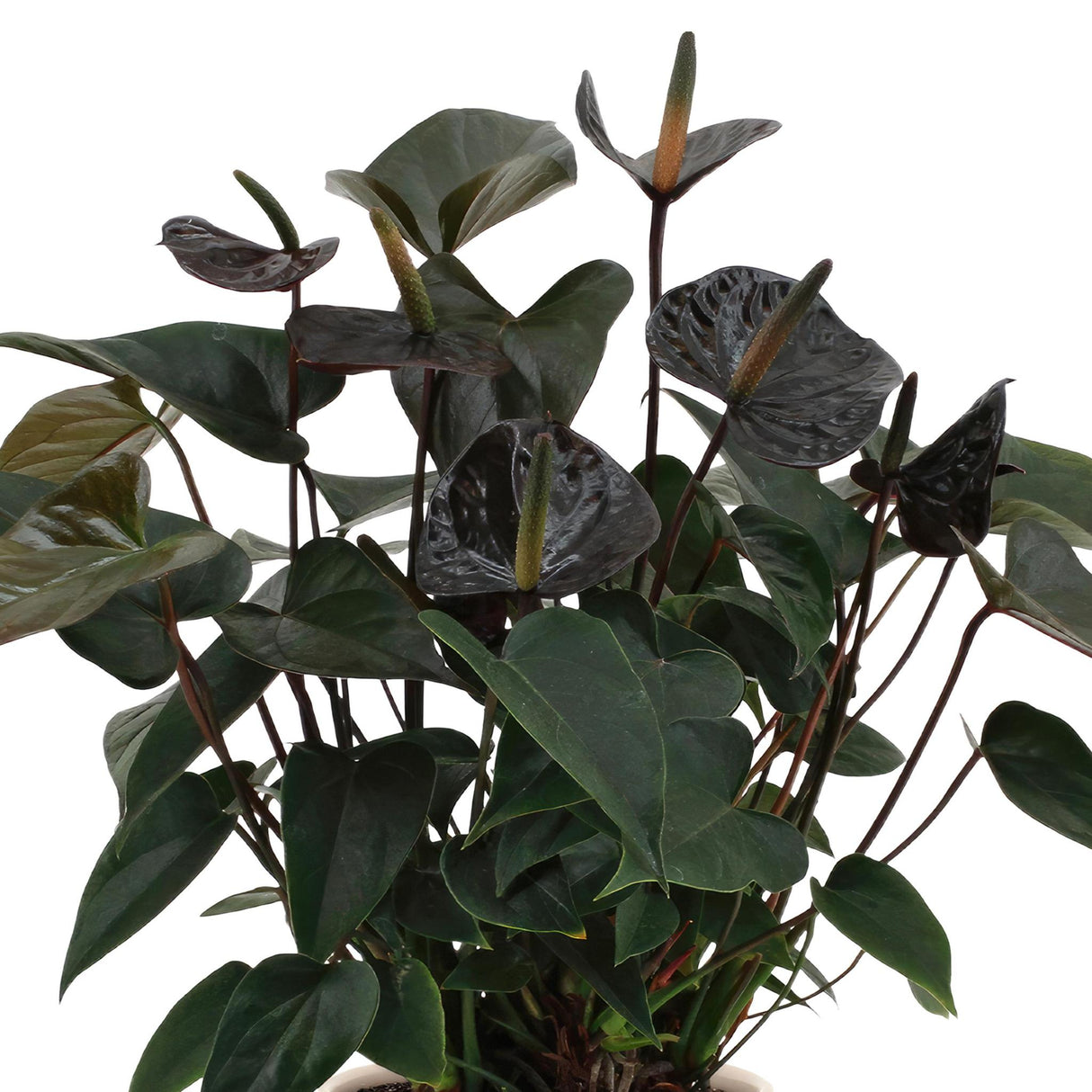 Anthurium andreanum Black Love incl. PURE zinc - 45cm - Ø12