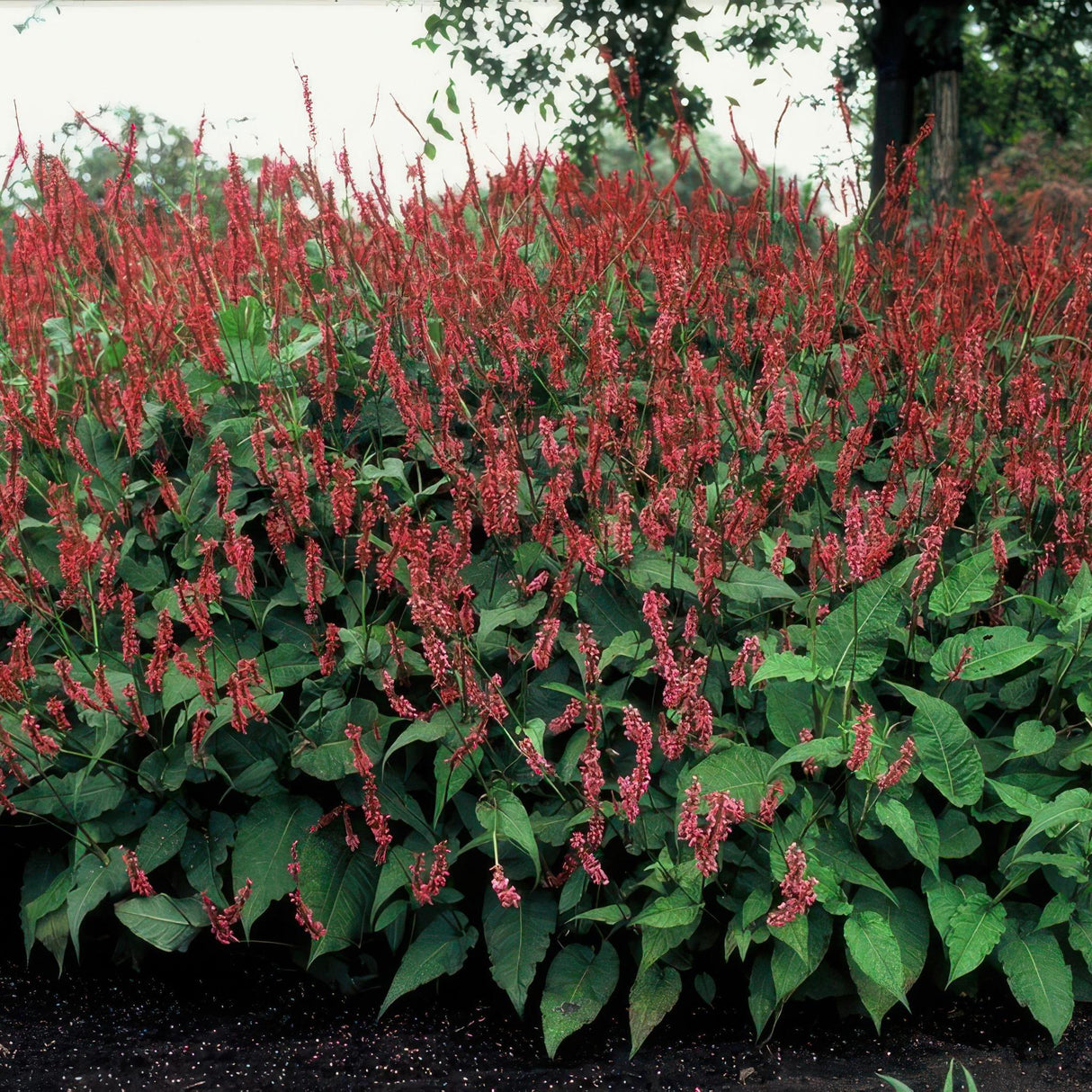 Persicaria Amplexicaulis