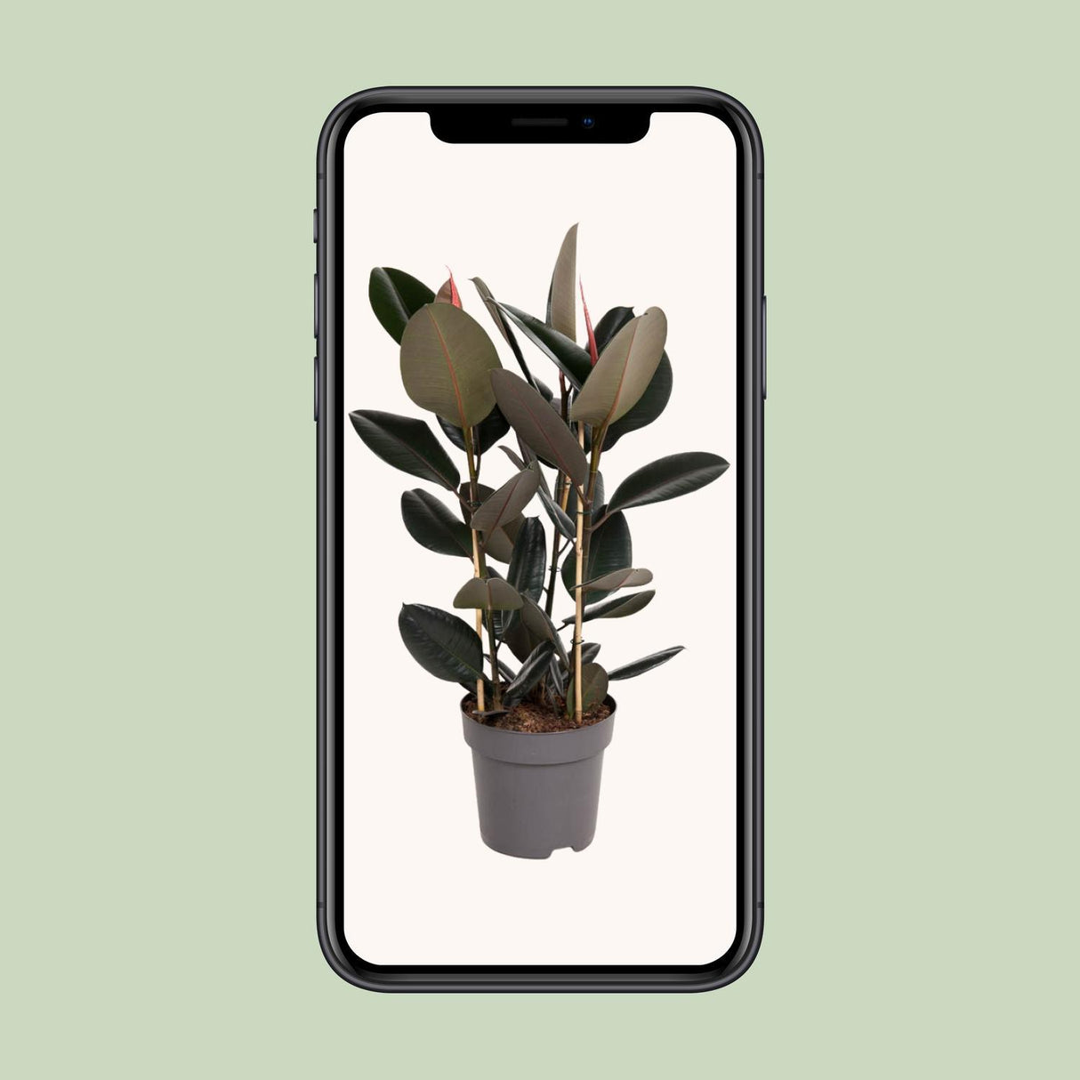 Ficus Elastica Abidjan