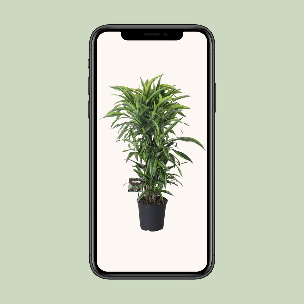 Dracaena Fragrans Lemon Lime Vertakt