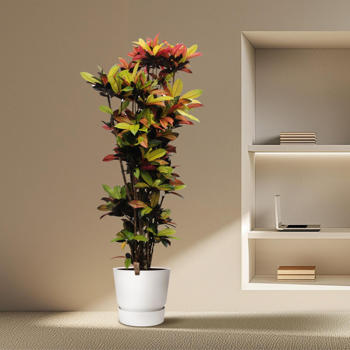 Codiaeum Iceton (Croton Iceton)