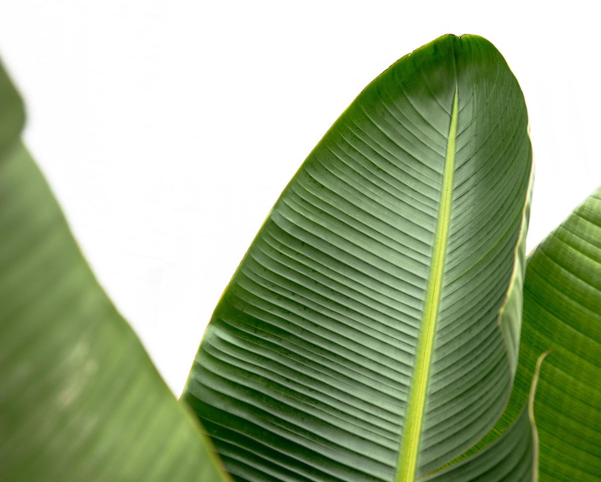 Strelitzia Augusta XXL