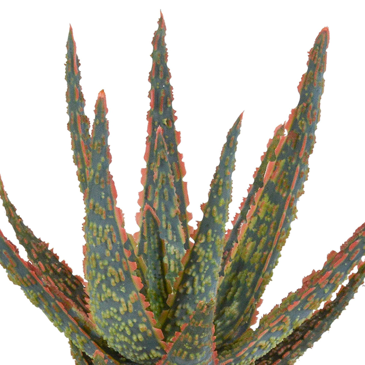 Aloe zebrina
