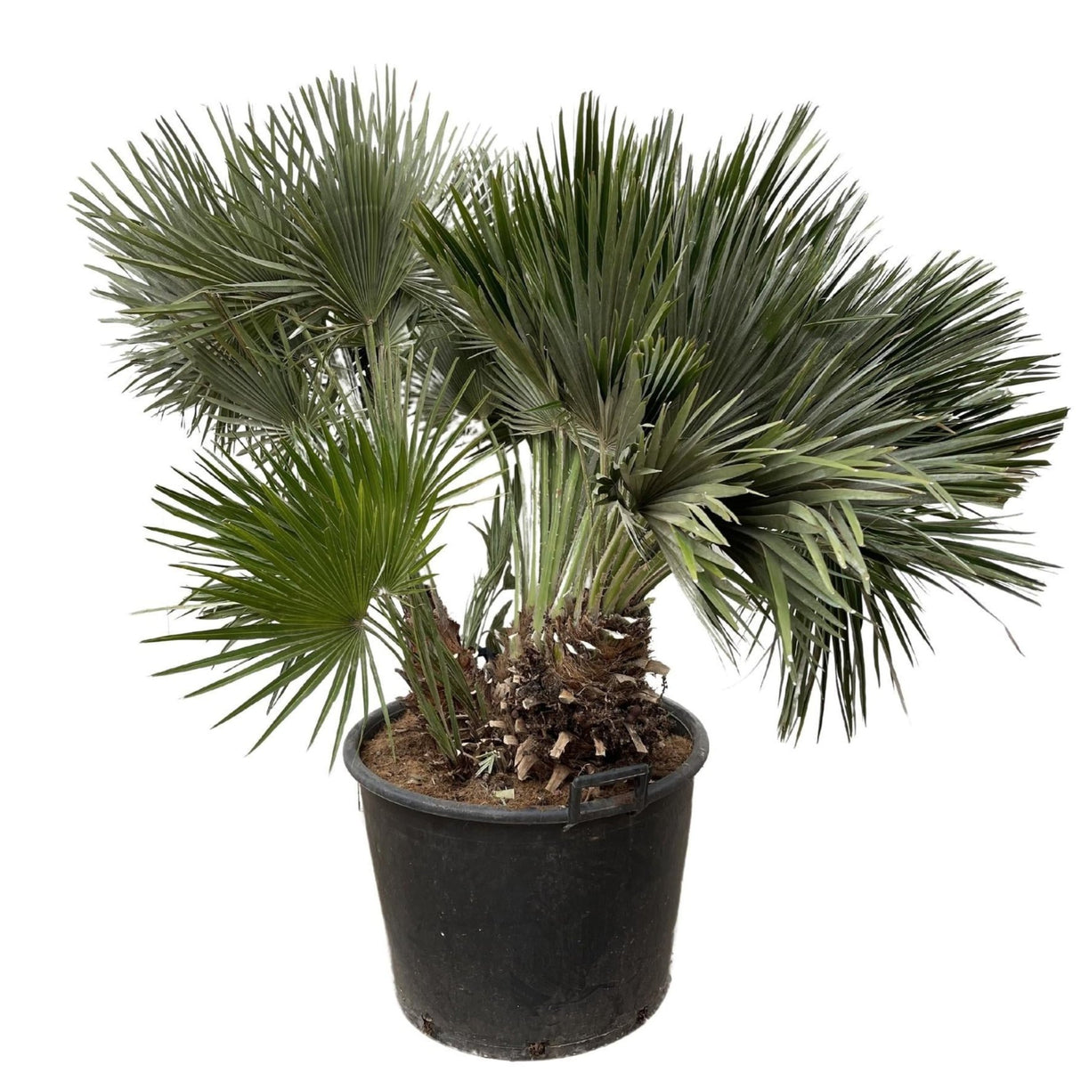 Chamaerops Humilis Compact