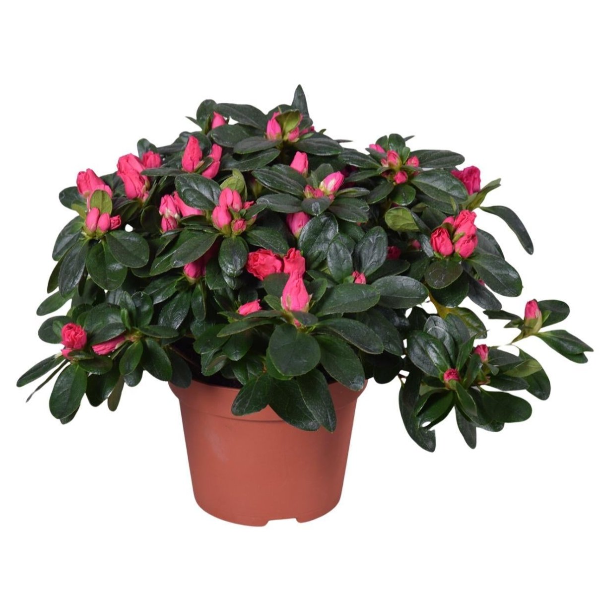 Azalea Nordlicht Vogel - Ø13cm - ↕28cm