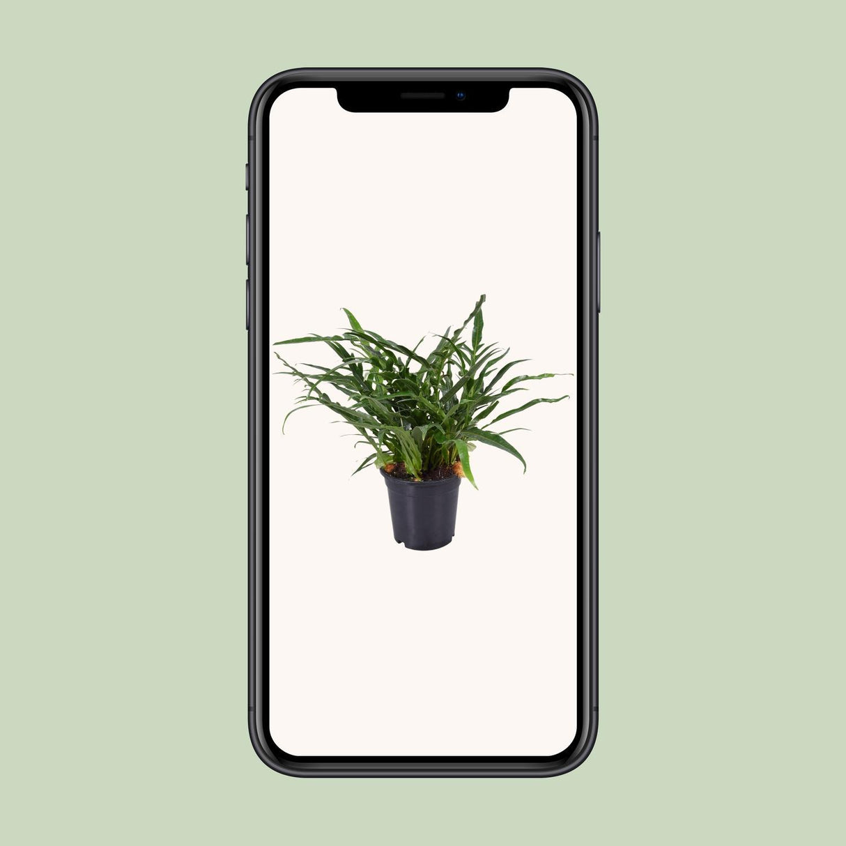 Aglaomorpha Coronans - Ø17cm - ↕45cm