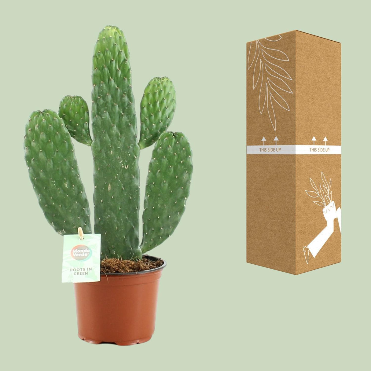 Opuntia Rubescens Consolea