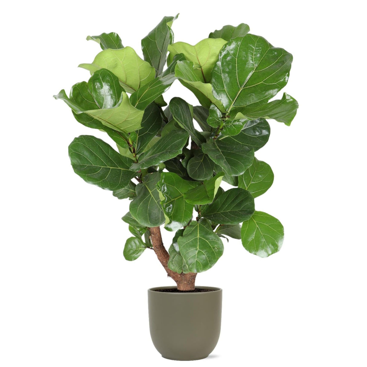 Ficua Lyrata (vertakt) Ø27cm ↕130cm i Boule OLIJF gryde