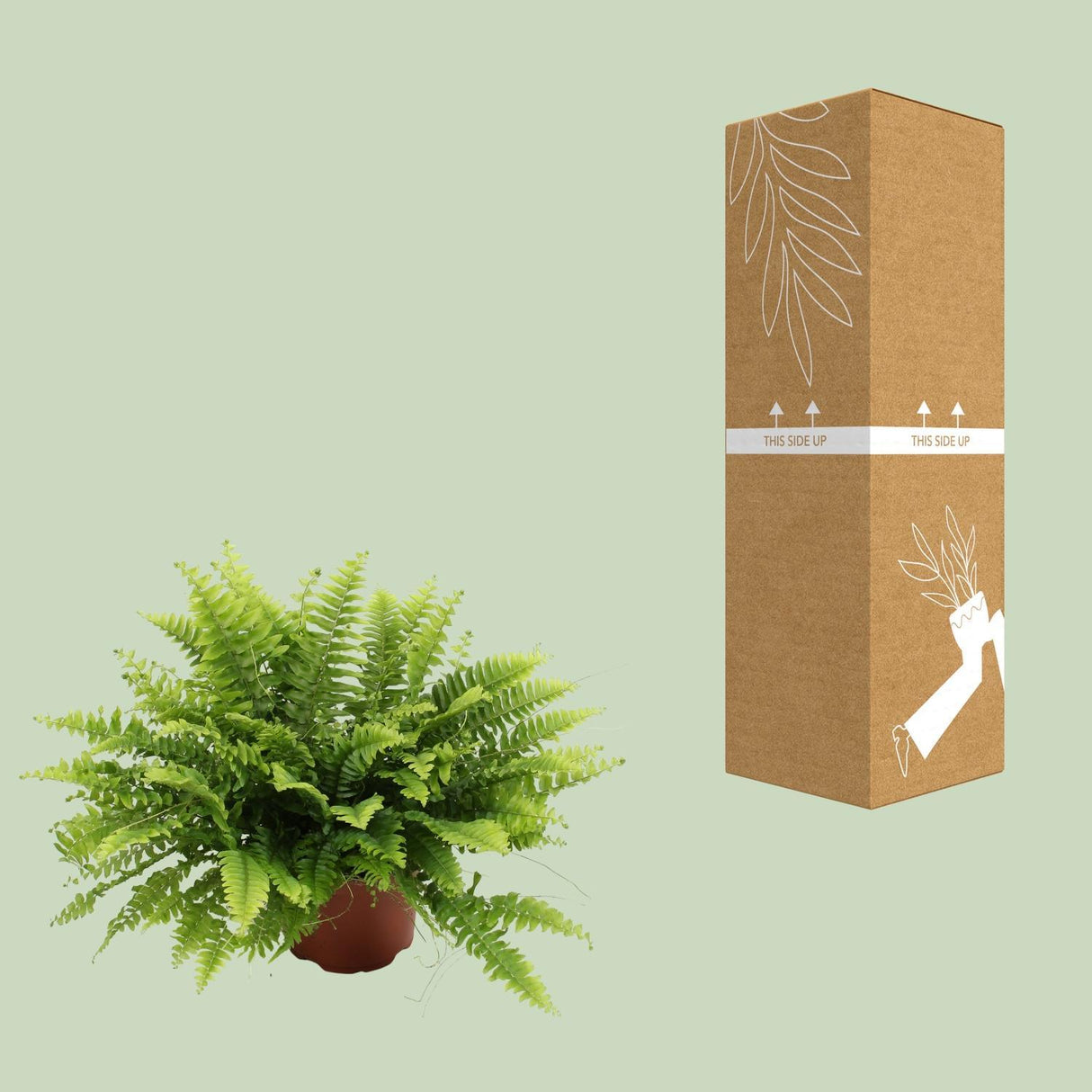 Nephrolepis Boston Green