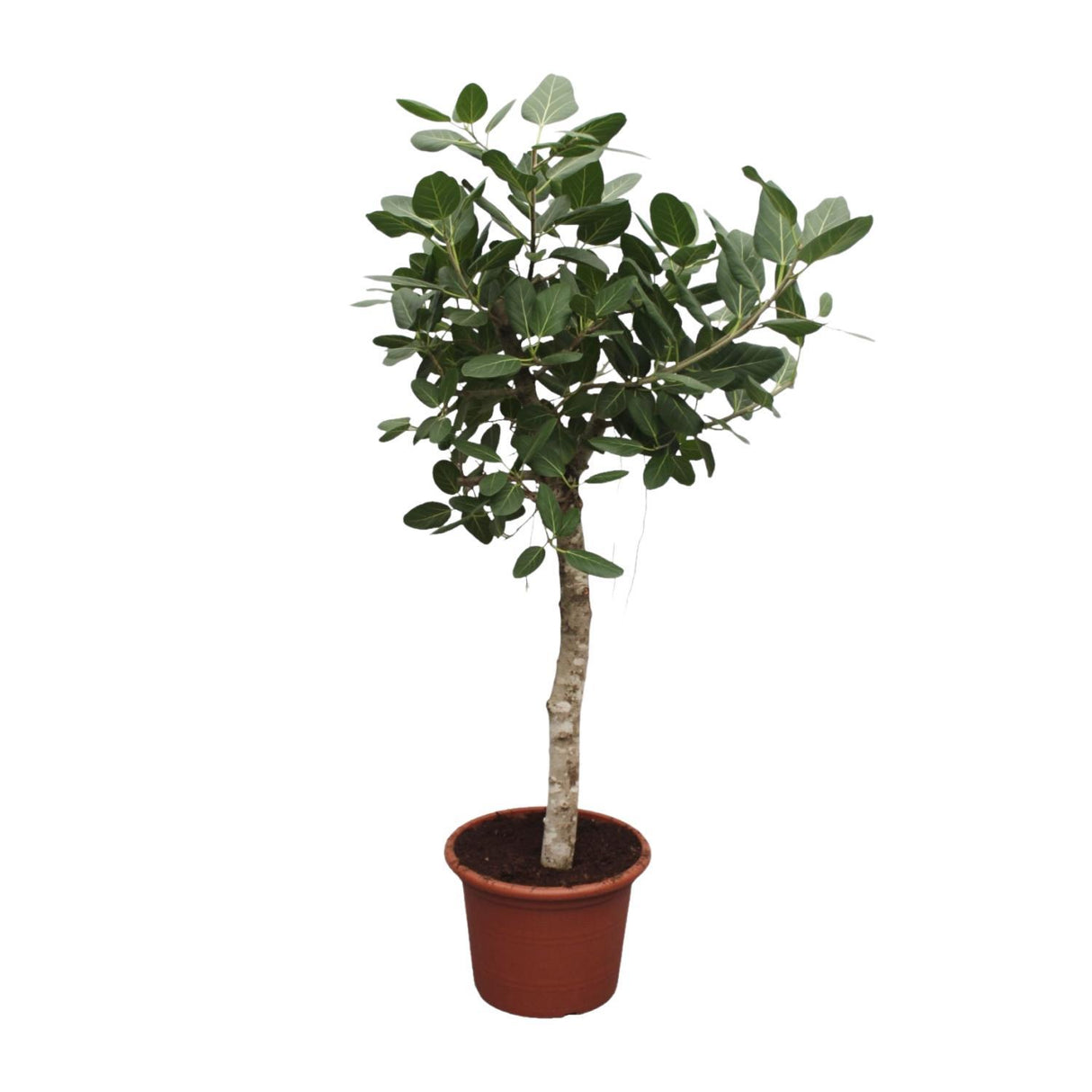 Ficus Benghalensis-træet