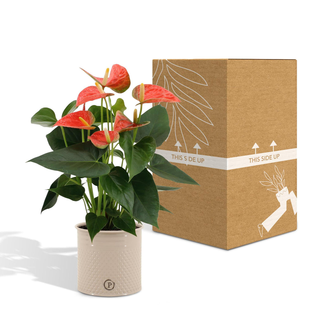 Anthurium andreanum Prince of Orange inkl. REN zink - 45cm - Ø12