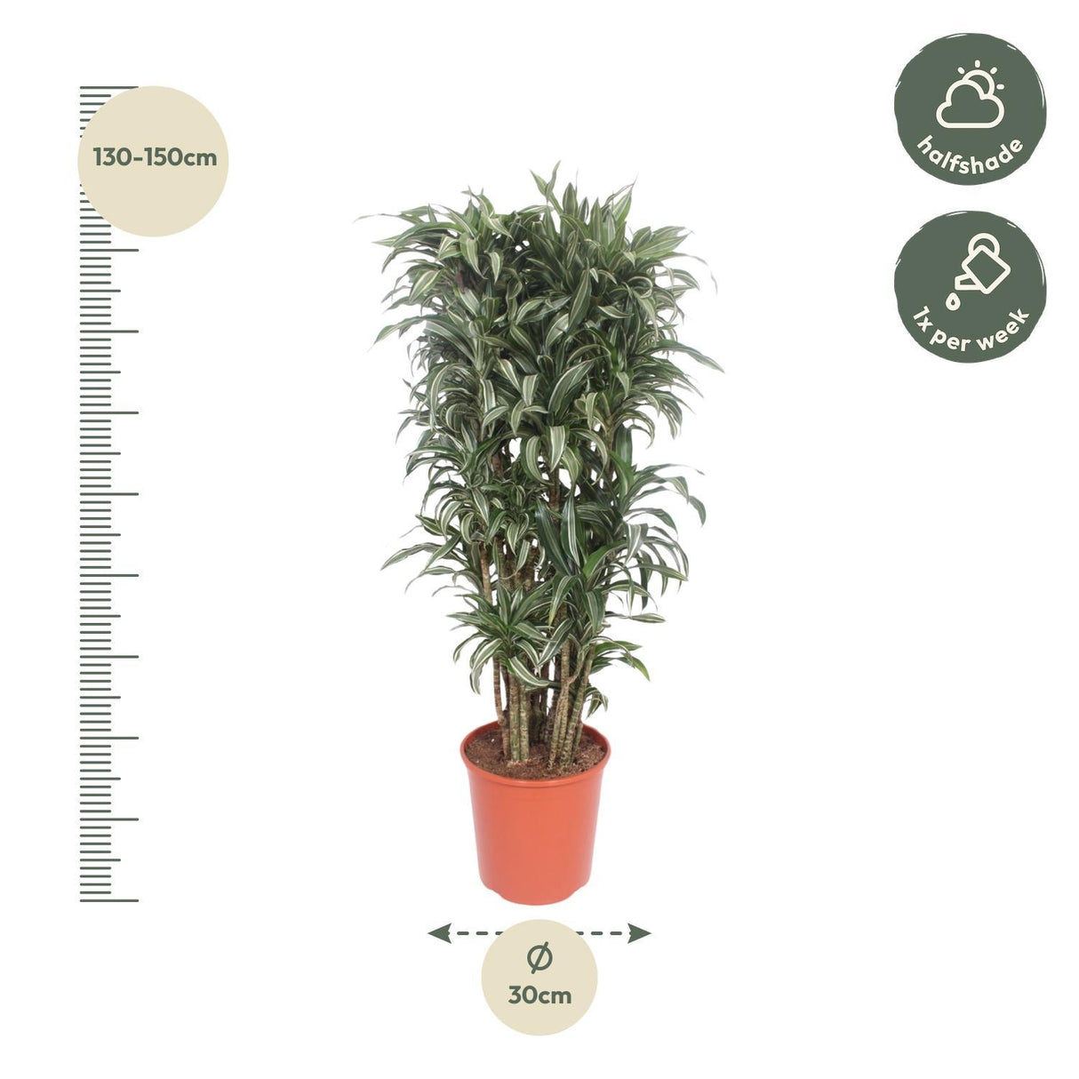 Dracaena Warneckei compacta
