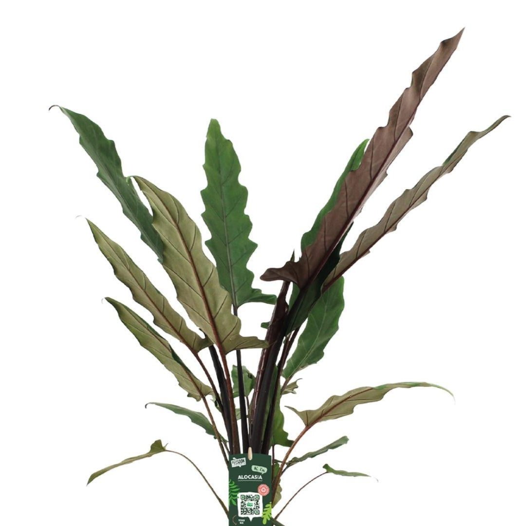Alocasia Lauterbachiana - Ø19cm - ↕80cm