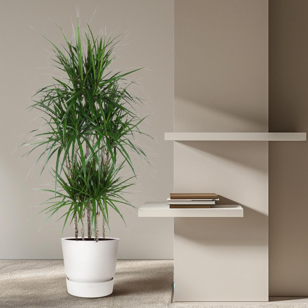 Dracaena Marginata Karrusel