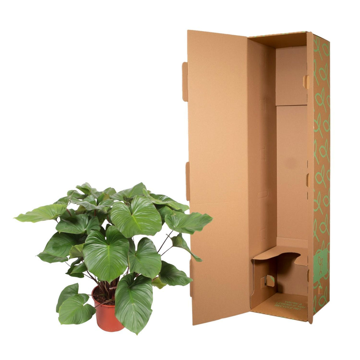 Homalomena Rubescens Maggy