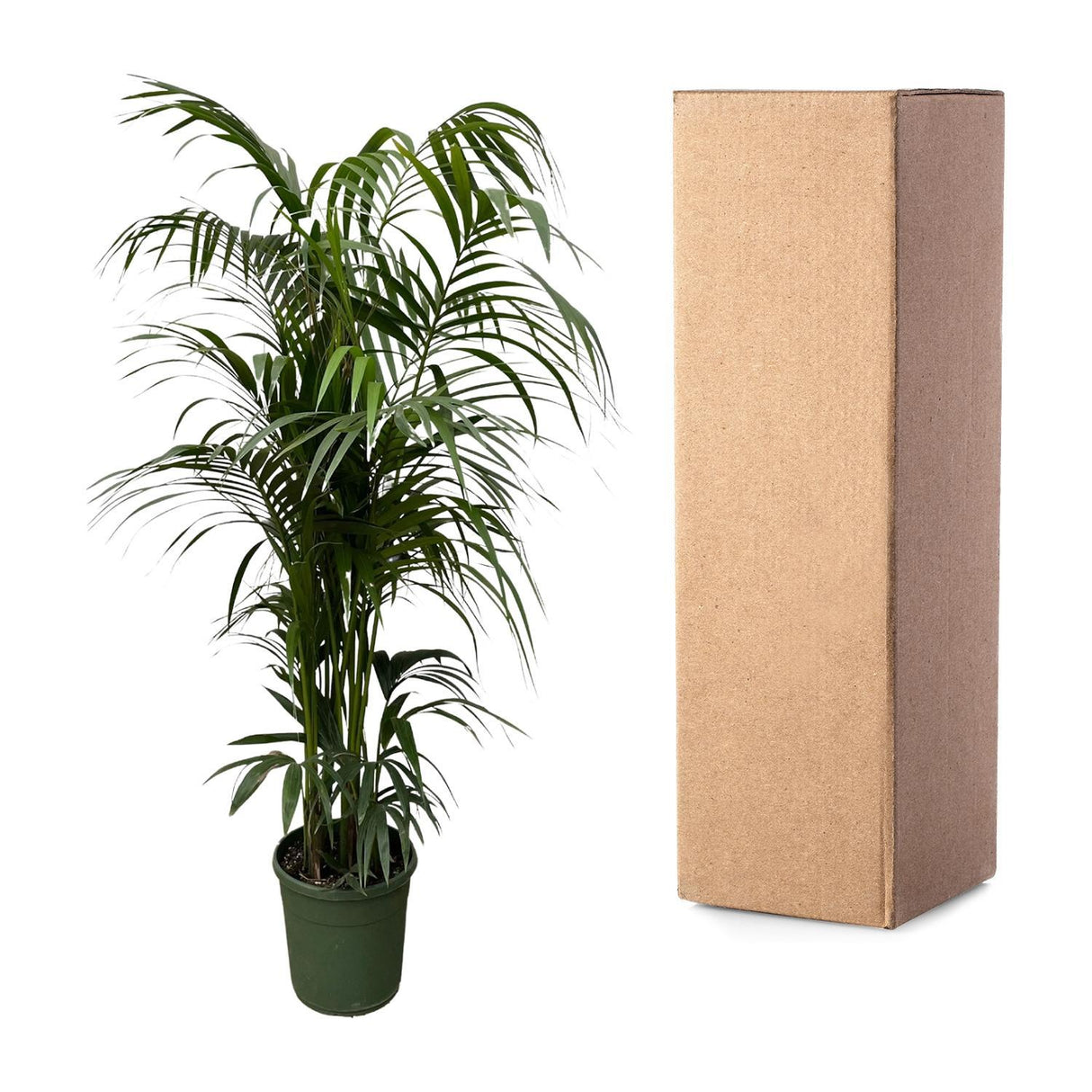 Kentia palm