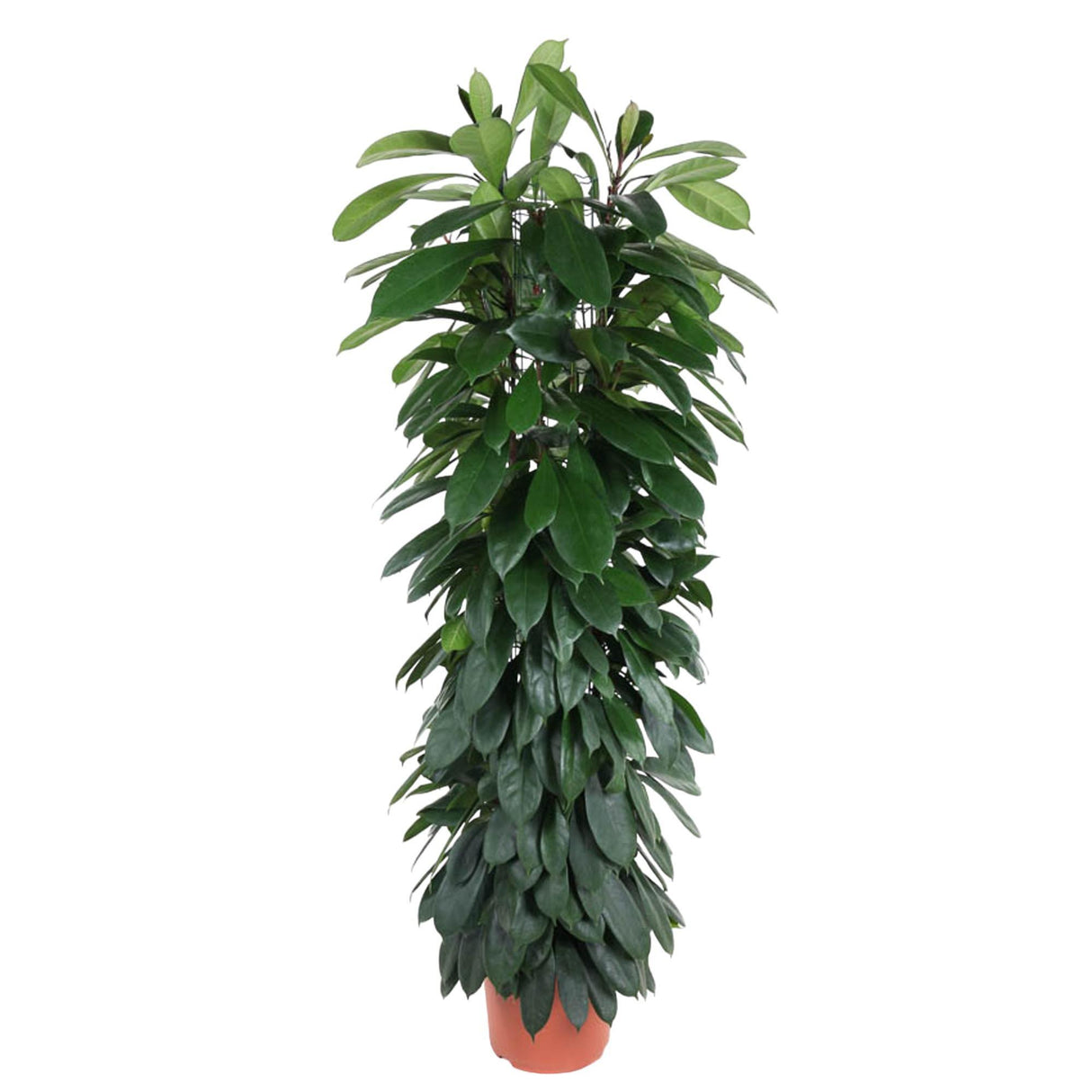 Ficus Cyatistipula Column
