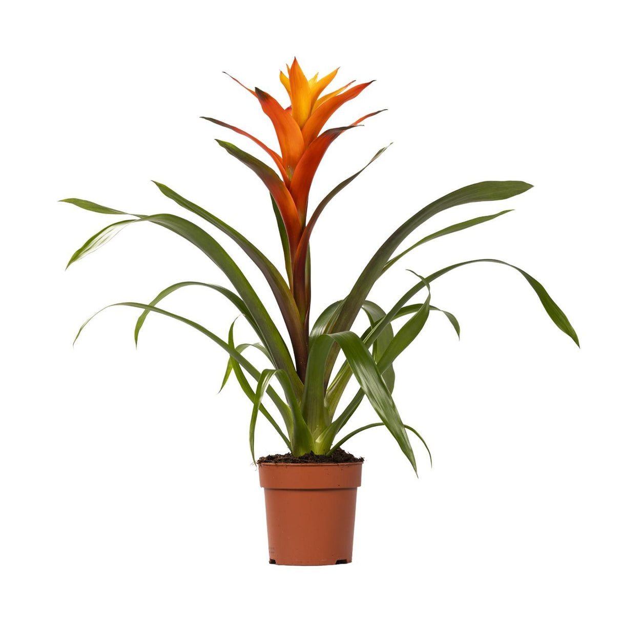 Guzmania Variada