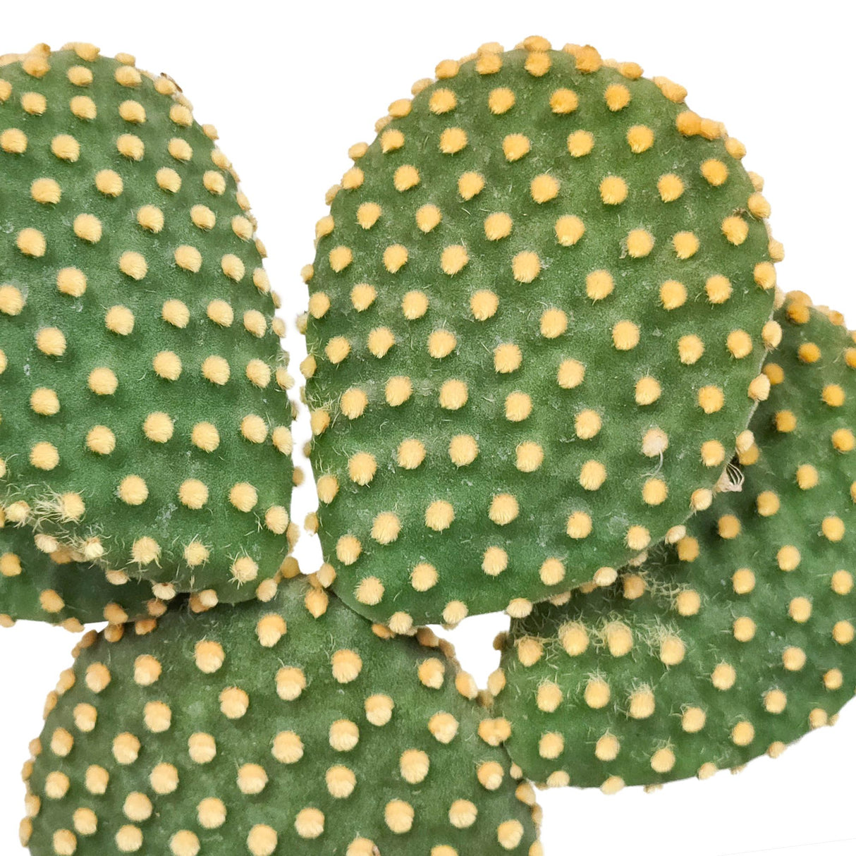 Opuntia Microdasys