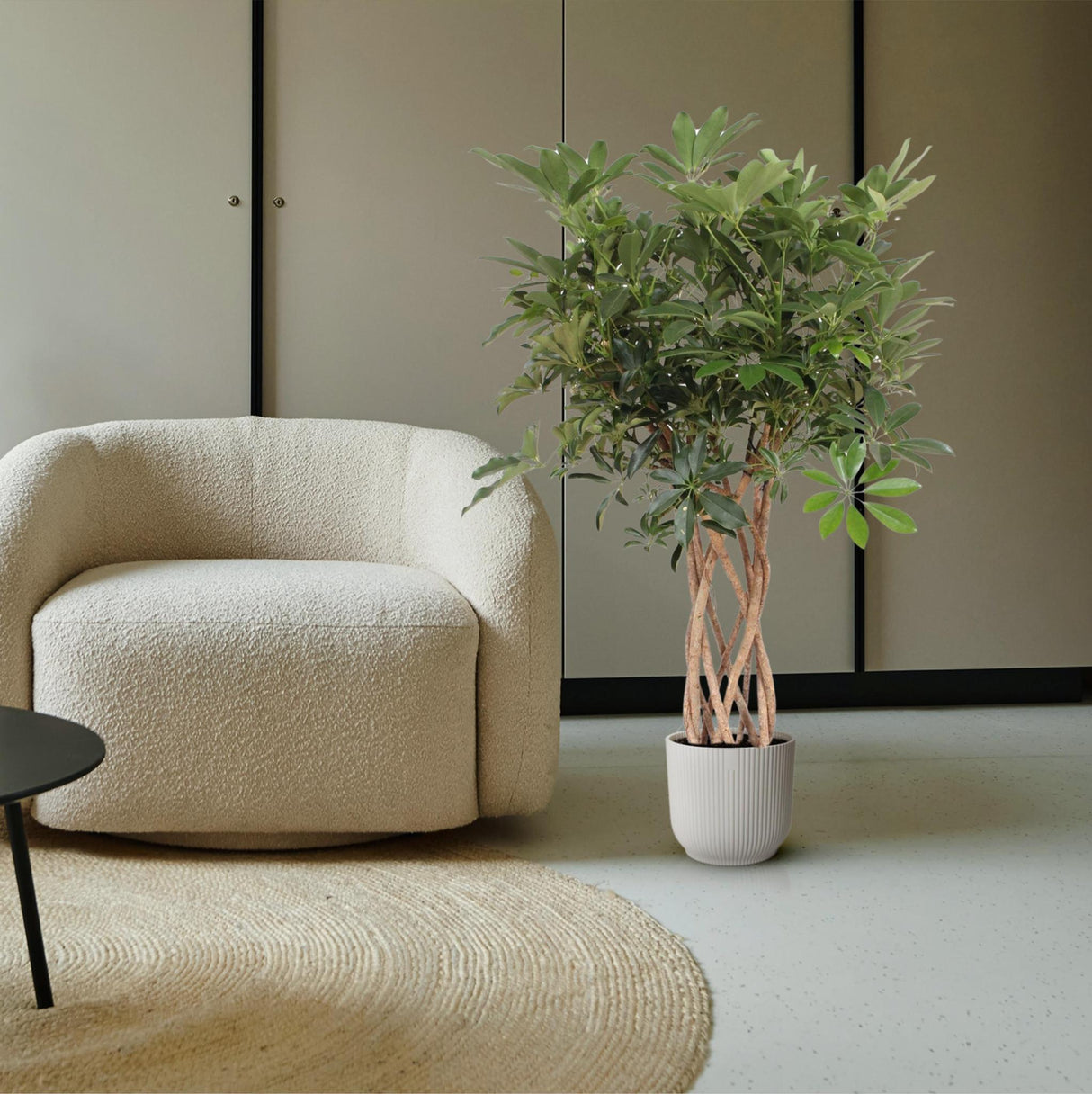 Schefflera Arboricola Compacta Braided Trunk