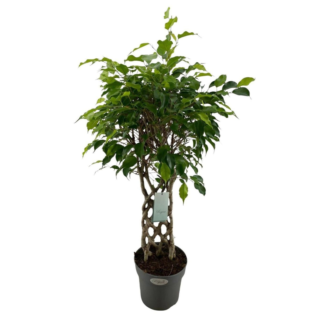 Ficus Benjamina Exotica