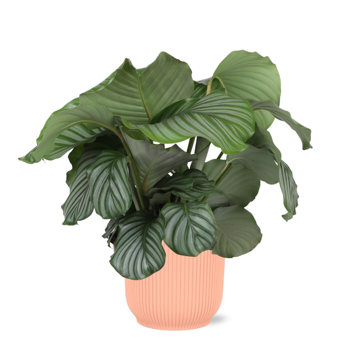 Calathea Orbifolia