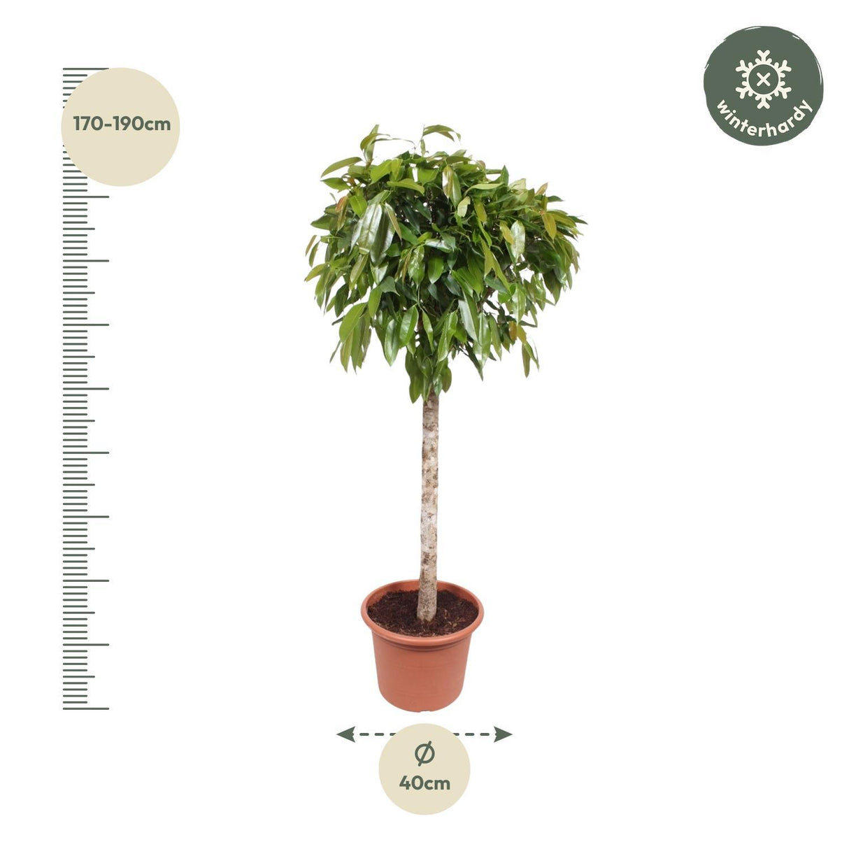 Ficus Amstel King