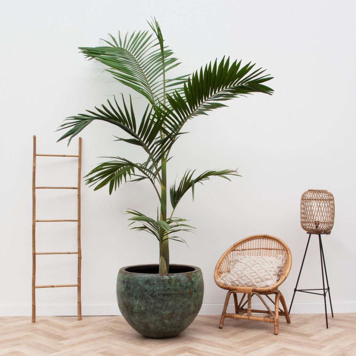 Archontophoenix Alexandrae - 200cm - ø30