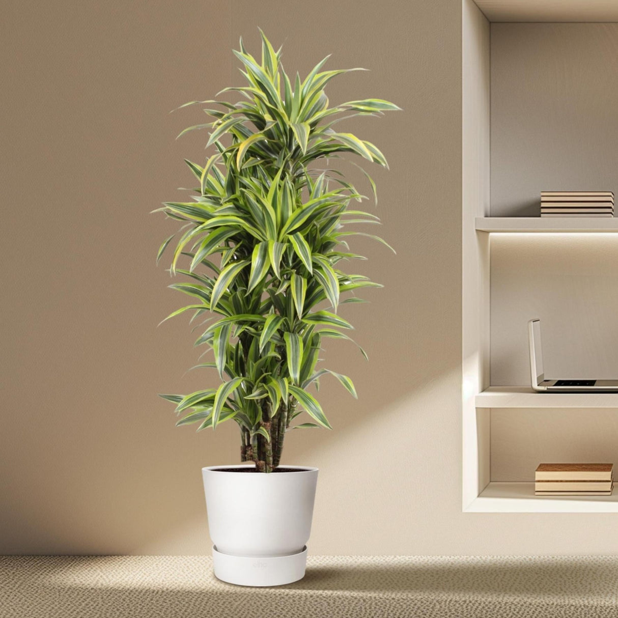 Dracaena Lemon Lime