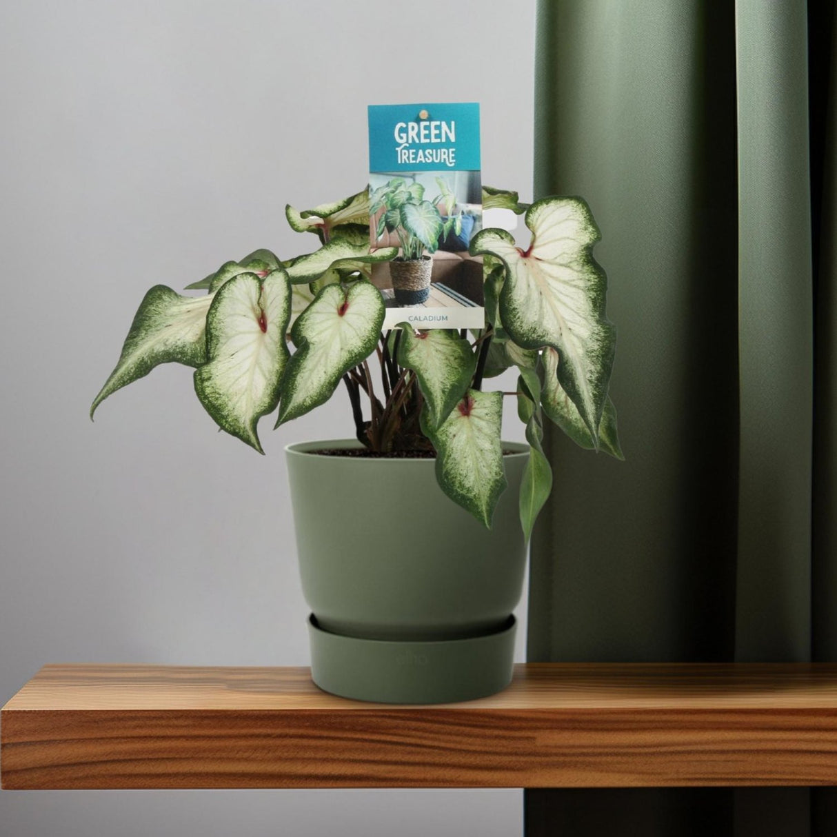 Caladium Wit - Ø12cm - ↕25cm