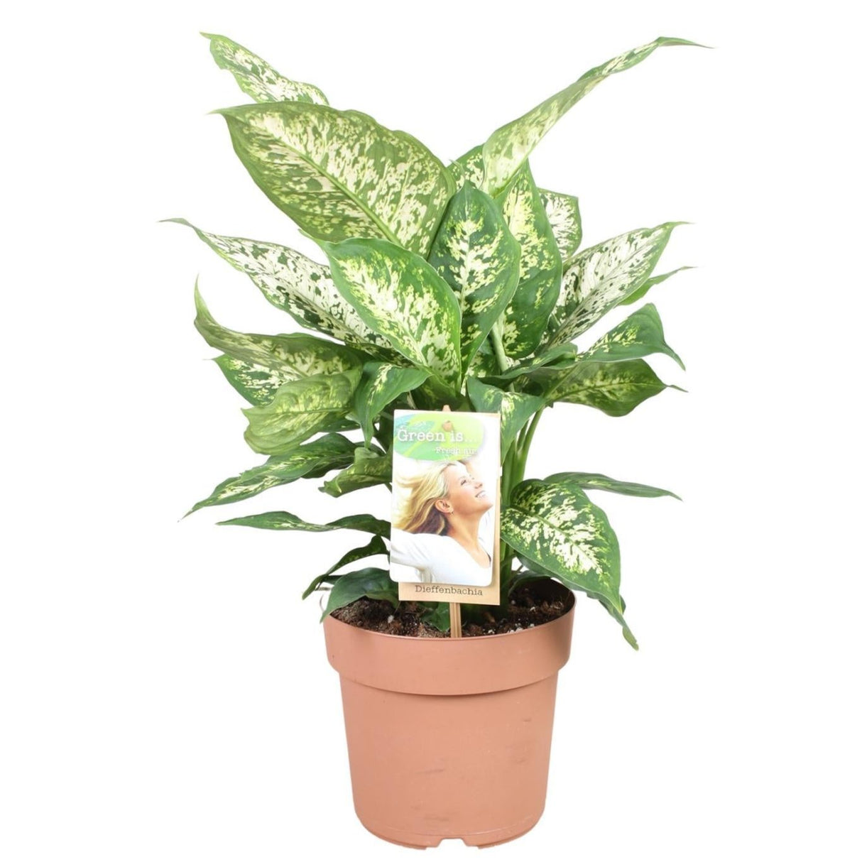 Dieffenbachia compacta