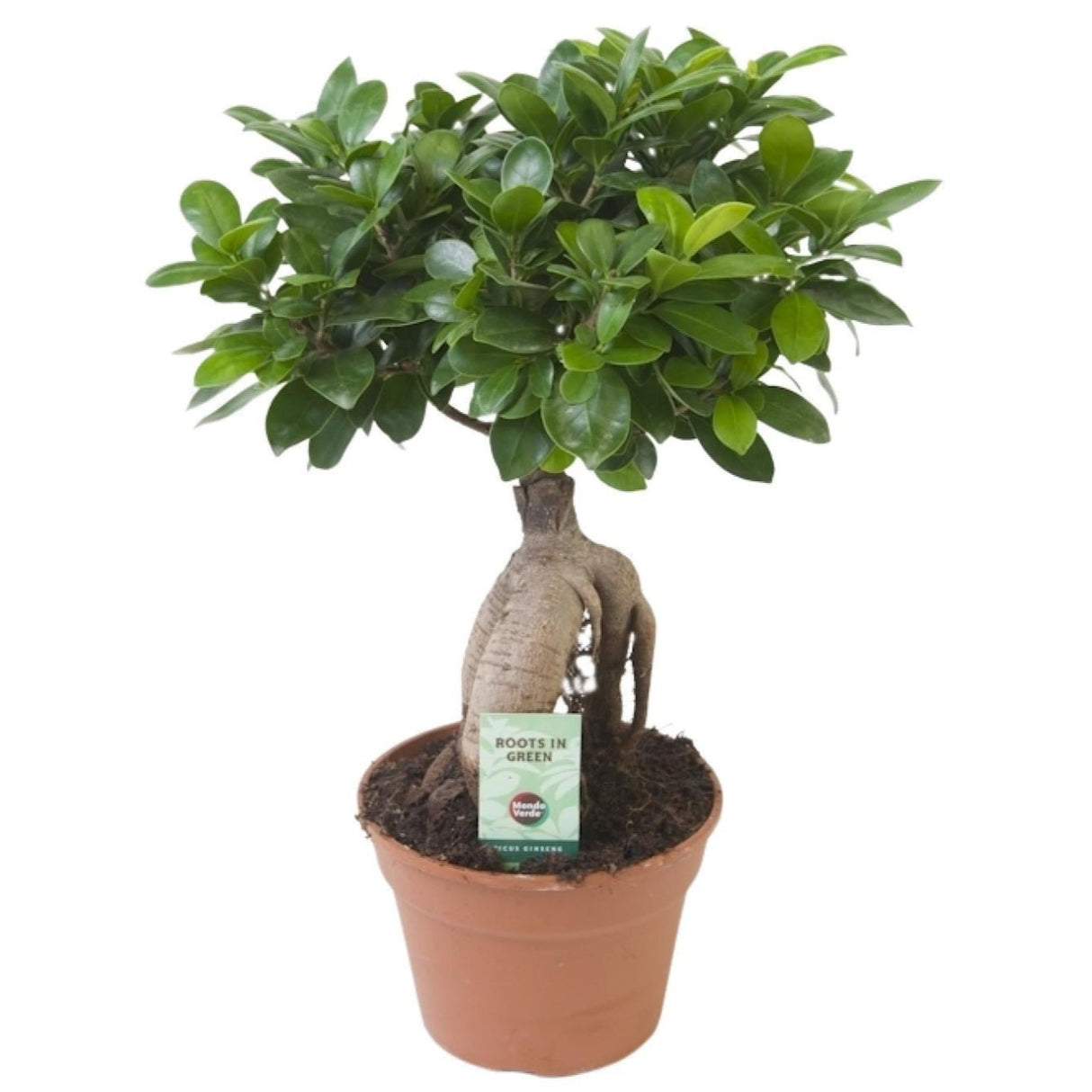 Ficus Ginseng