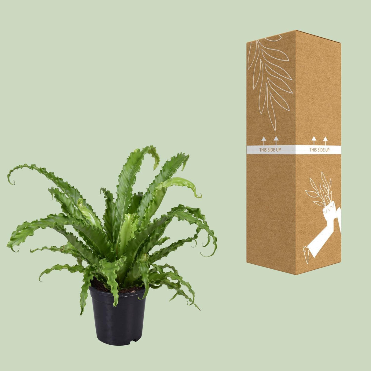 Asplenium Antiquum Osaka - Ø17cm - ↕45cm